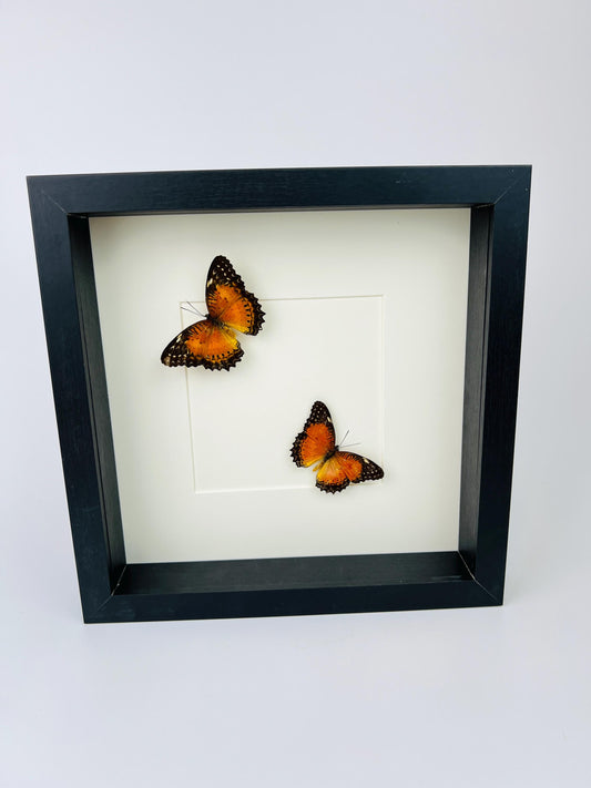 Echte vlinders | Cethosia Biblis in lijst (25x25cm)