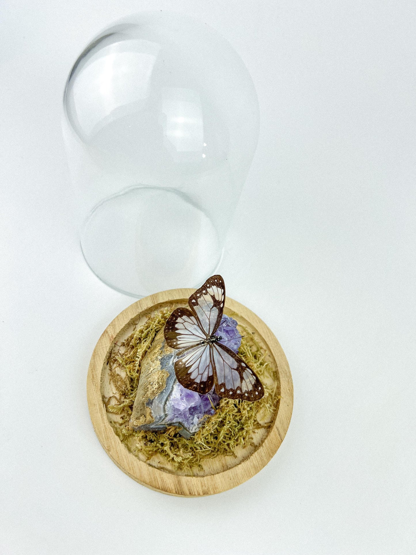 Echte vlinder | Parantica Vitrina op Amethyst in stolp (17x13cm)
