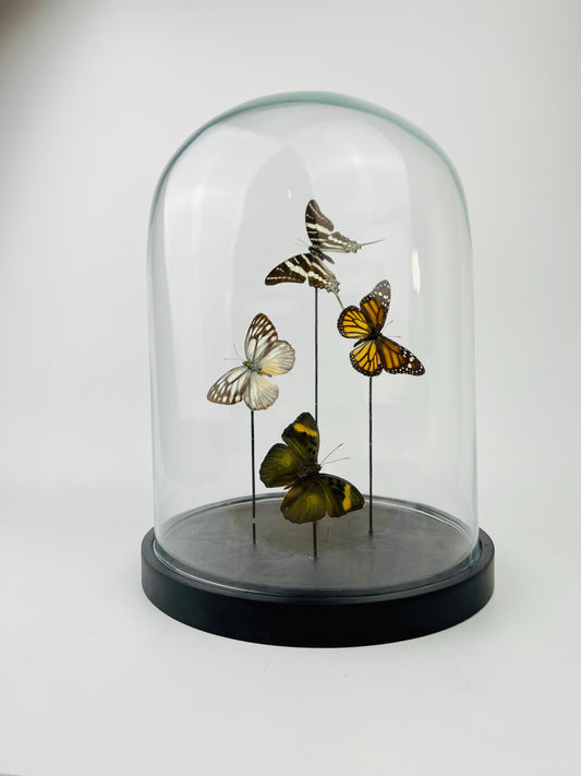 Echte vlinders | Mix vlinders in stolp (31x23cm)