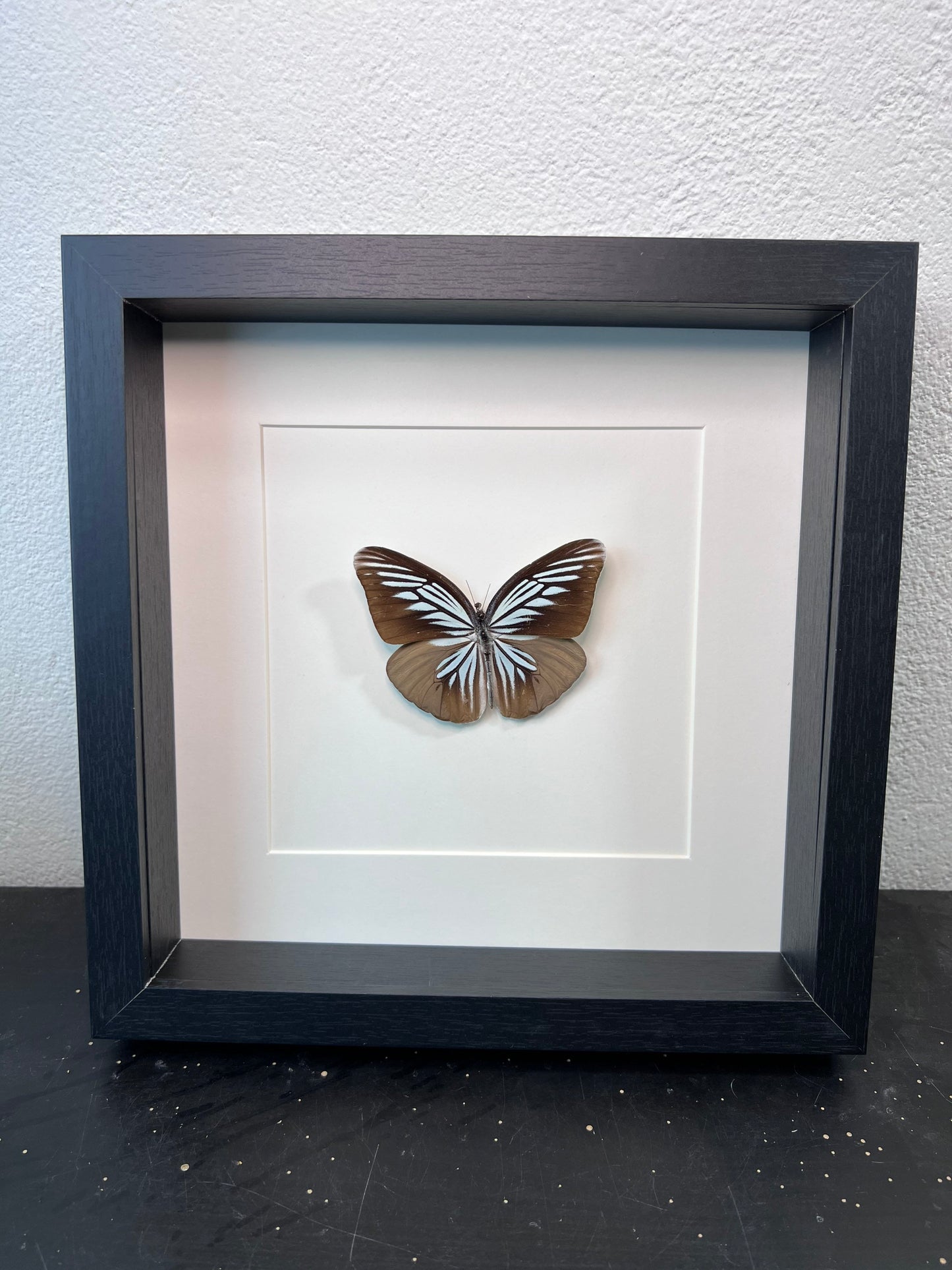 Framed real butterfly Pareronia Tritaea