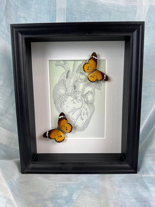 Echte vlinders | Danaus Chrysippus op echte tekening in lijst (28x23cm)