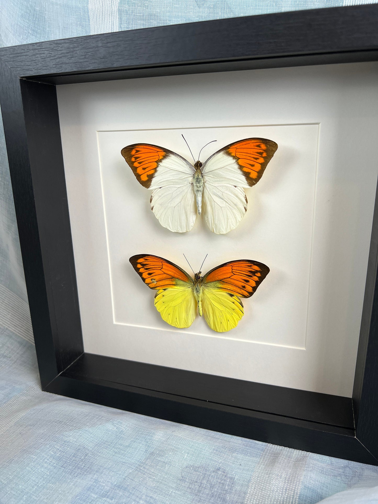 Echte vlinders Hebomoia Glaucippe en Hebomoia Leucippe in lijst 25x25cm