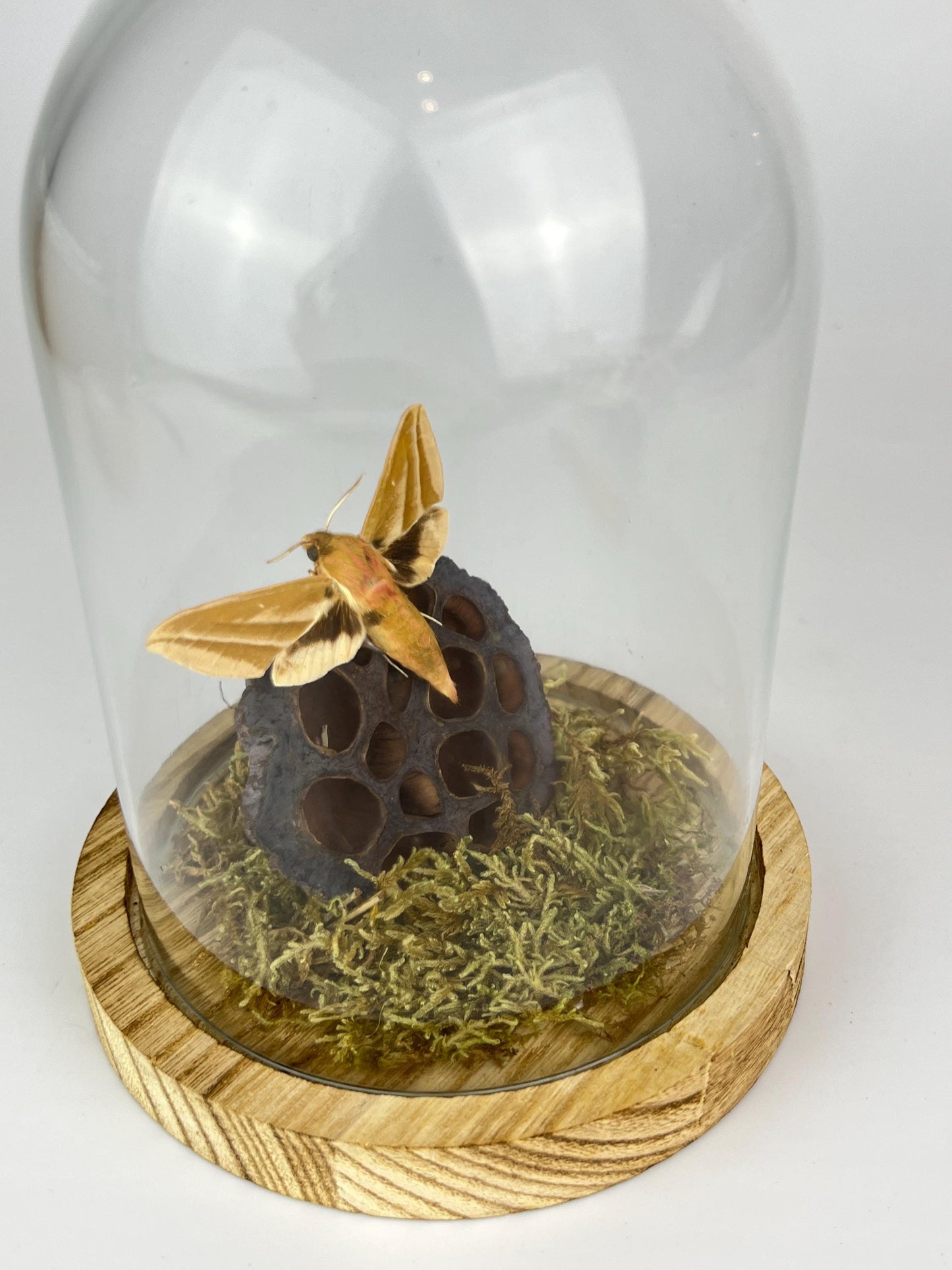 Echte vlinder | Hyles Mot met mos en lotusbloem in stolp (17x13cm)