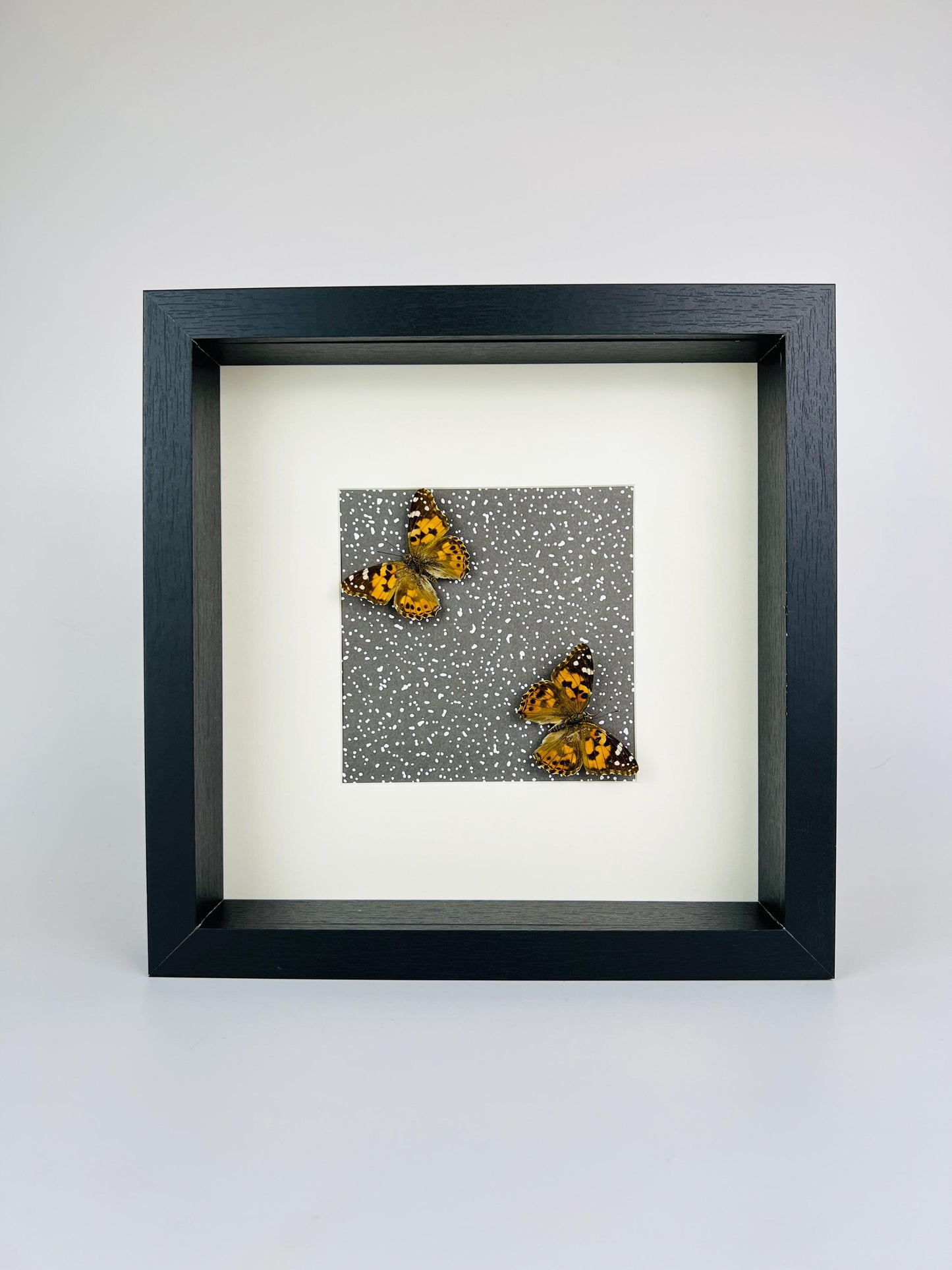 Real Vanessa Cardui in a frame of 25x25 cm (9.8x9.8 inch) with decorative background