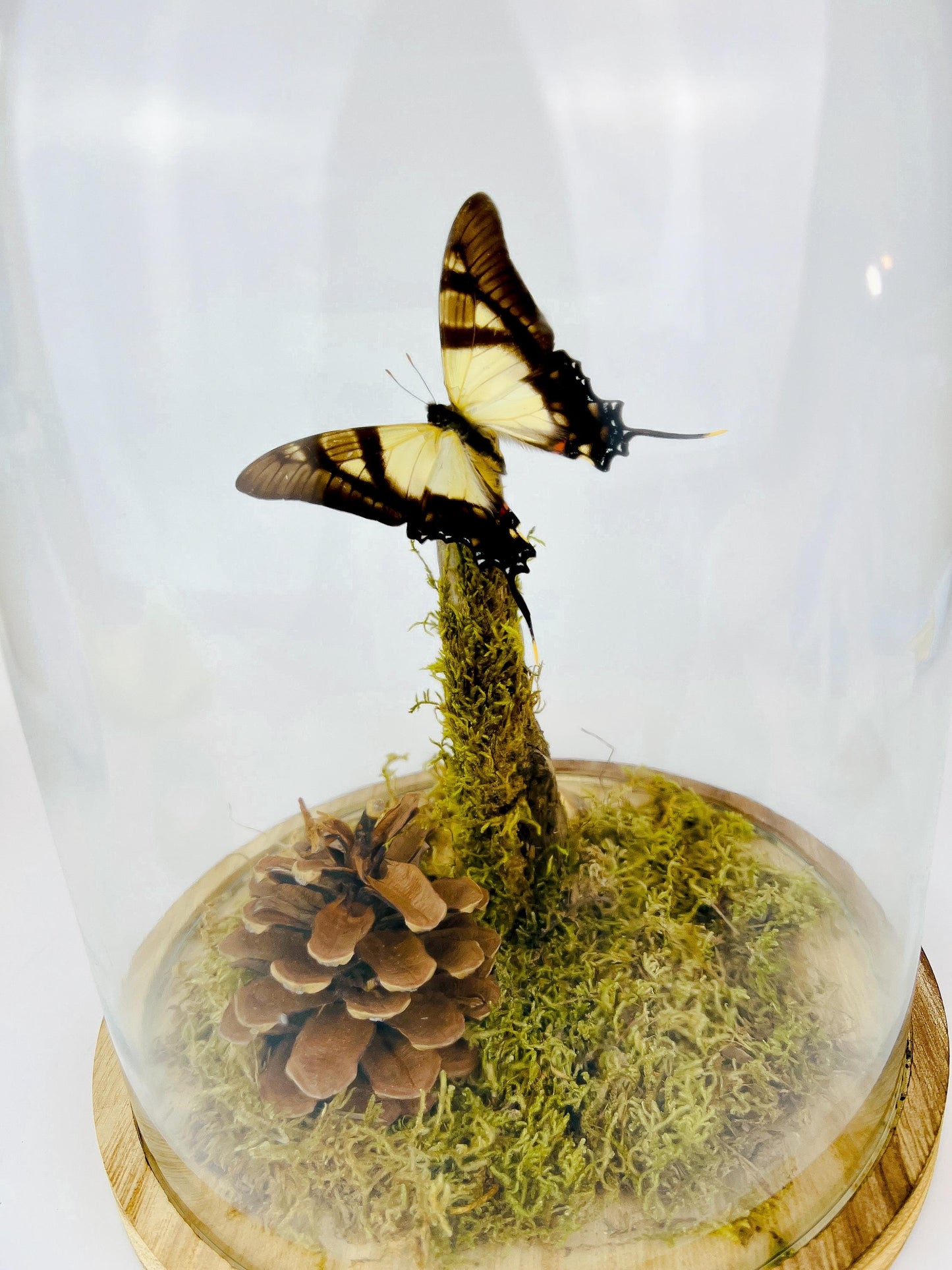 Echte vlinder | Eurytides Serville in stolp (31x23cm)