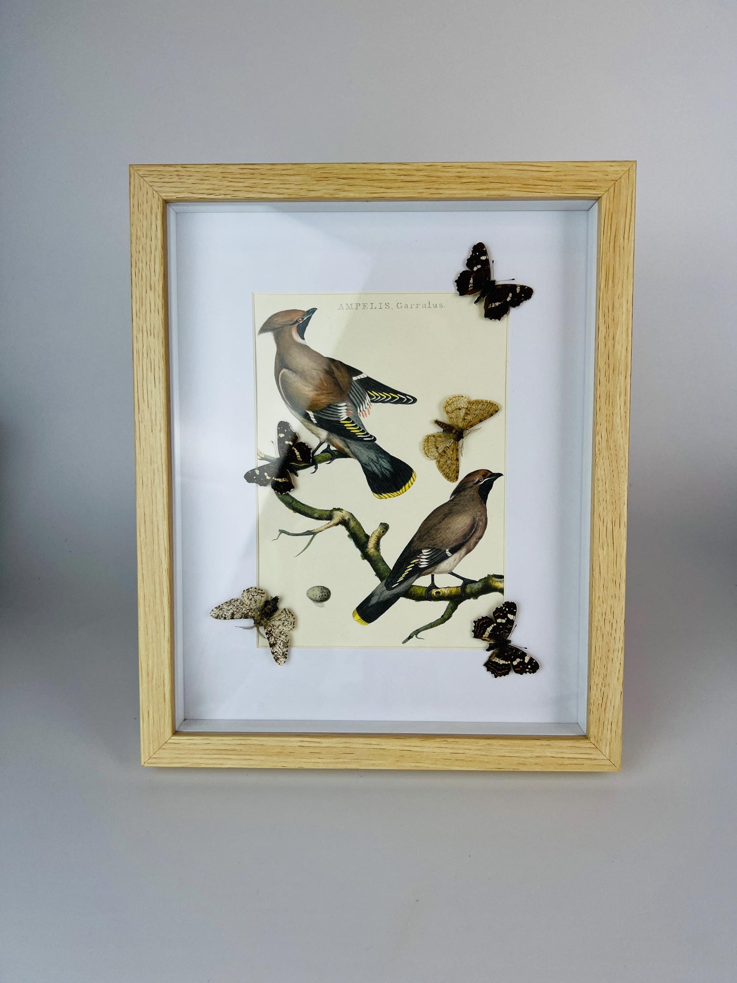 Echte vlinders | Prachtige vlinders op vintage botanische print in lijst (38x30cm)