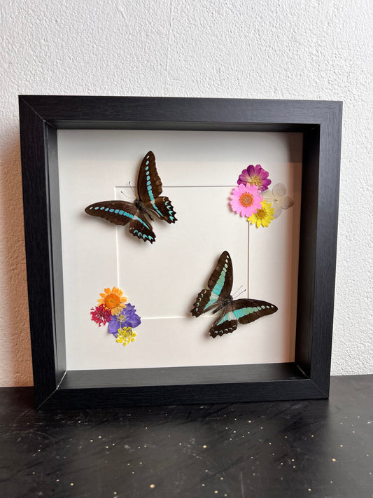 Opgezette vlinders Graphium Milon en Graphium Sarpedon met droogbloemen in lijst 25x25 cm