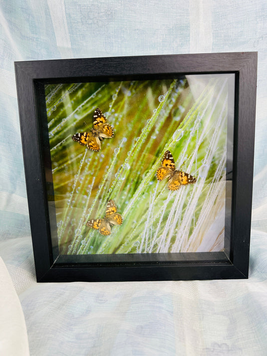Unique Wall Decor: Framed Vanessa Cardui Butterflies and Photo Print
