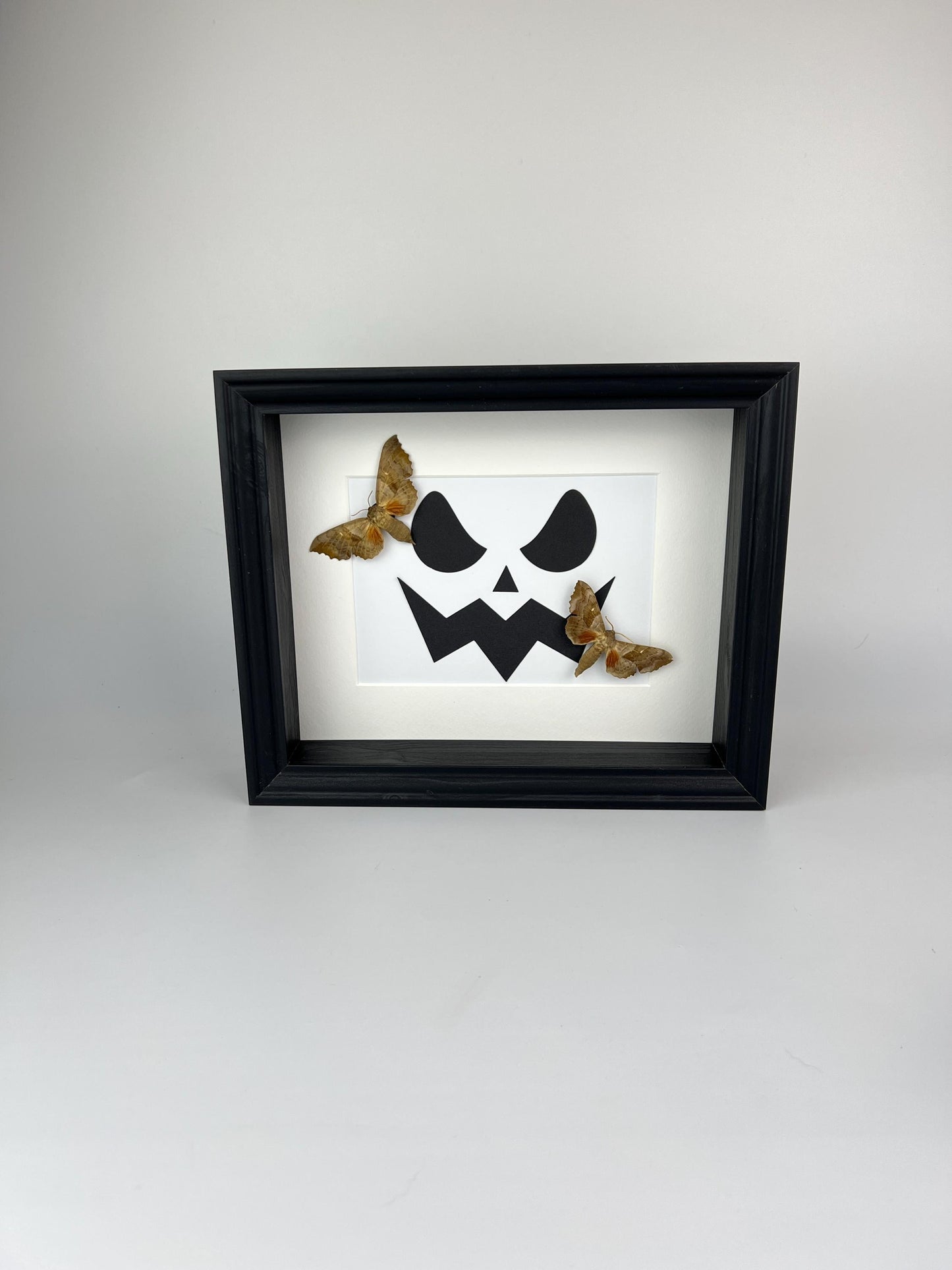 Framed Real Moths with Scary Halloween Pumpkin Face – 11x9 Inch (28x23 cm)