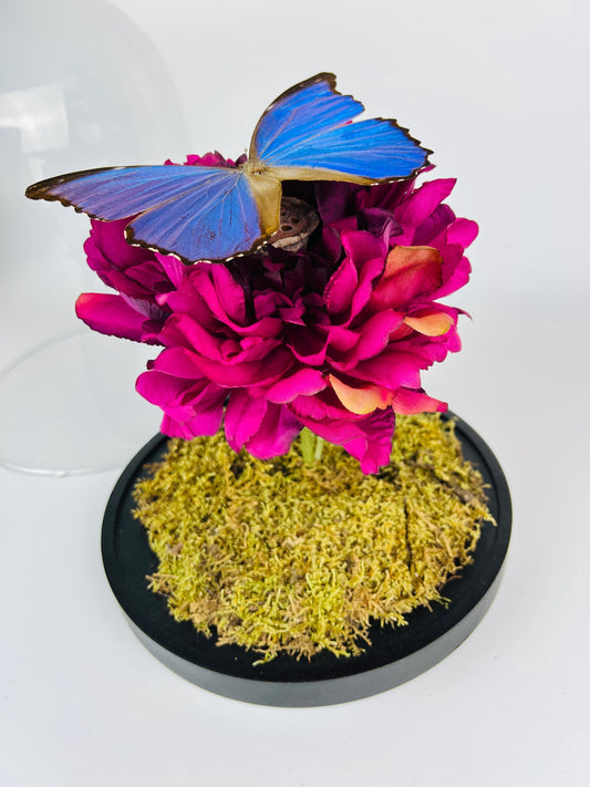 Echte vlinder | Morpho Didius in stolp (31x23cm)