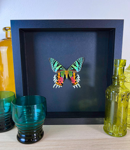 Echte ingelijste vlinder Urania Ripheus