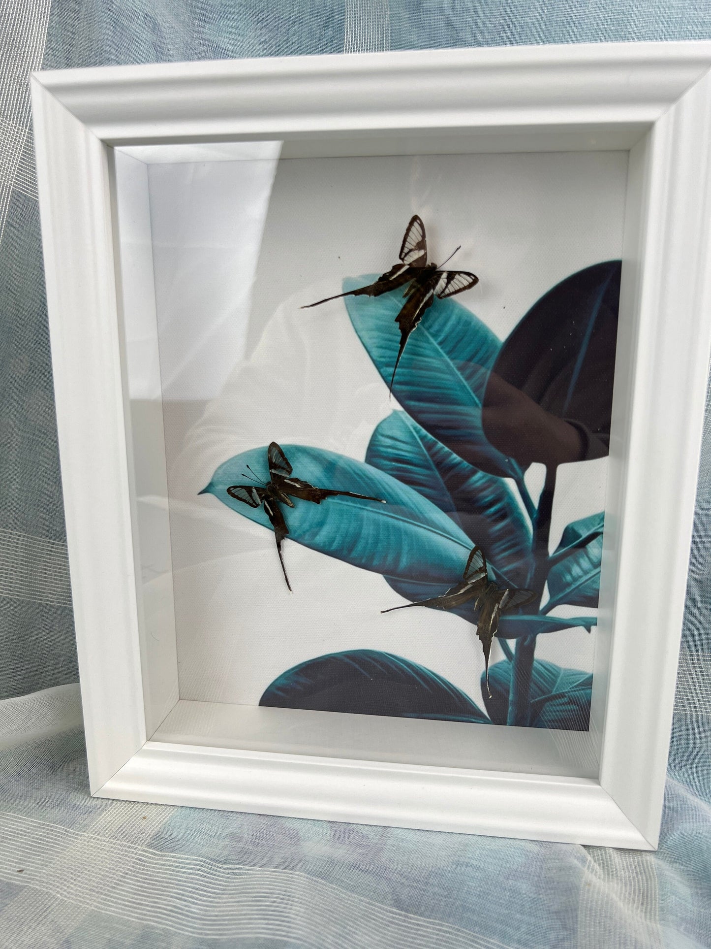 Echte vlinders | Lamproptera Meges in lijst (28x23cm)