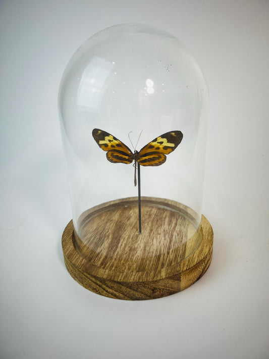 Echte vlinder | Heliconius in stolp (17x13cm)