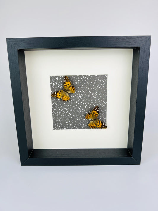 Real Vanessa Cardui in a frame of 25x25 cm (9.8x9.8 inch) with decorative background