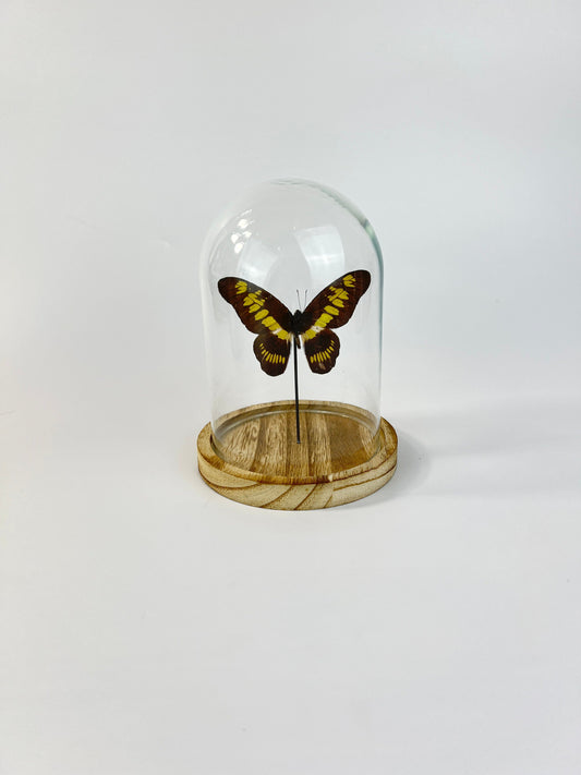 Echte vlinder | Graphium Latreillanus Theorini in stolp (17x13cm)