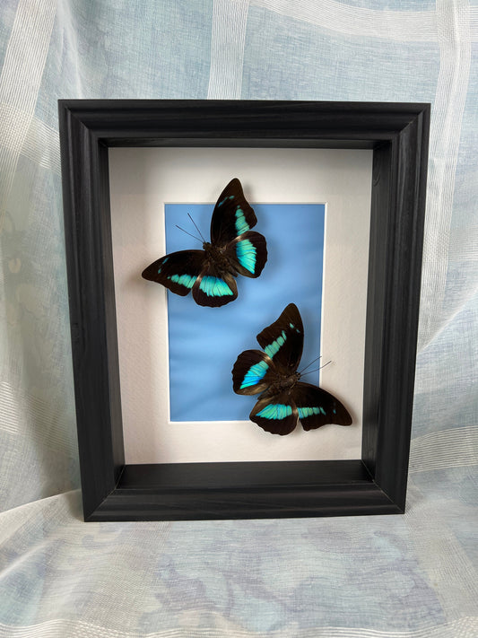 Echte vlinders | Prepona in lijst (28x23cm)