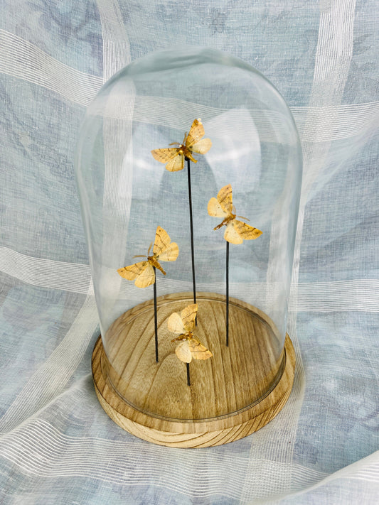 Exquisite Real Moths Colotois Preserved in Glass Dome Display