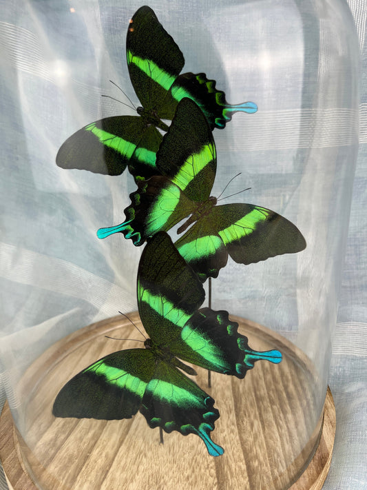 Echte Papilio Blumei-vlinders bewaard in glazen koepeldisplay