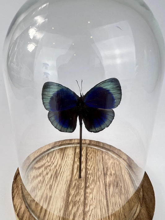 Echte vlinder Asterope Leprieuri in stolp 17x13 cm