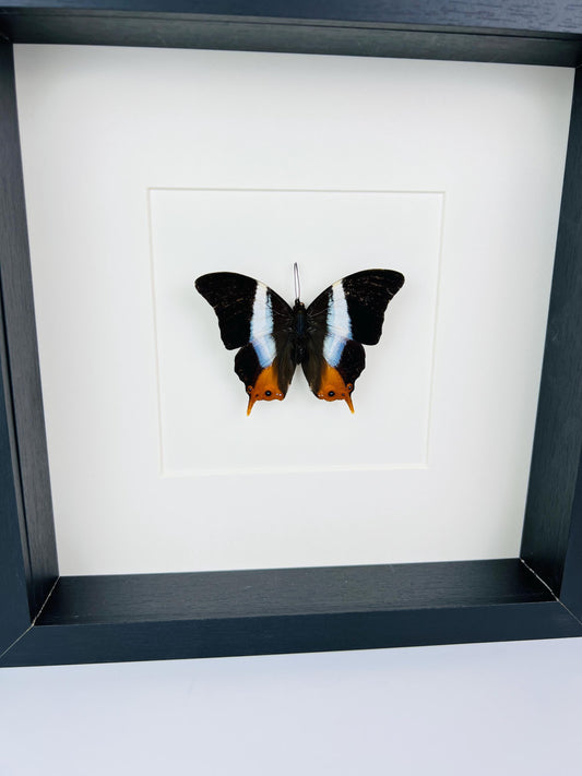 Framed Palla Violinitens – 25 x 25 cm (9.84 x 9.84 inches)