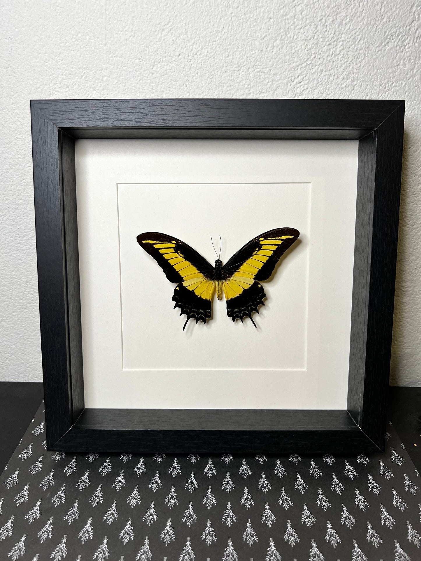 Opgezette vlinder Papilio Androgeus in lijst van 25x25 cm