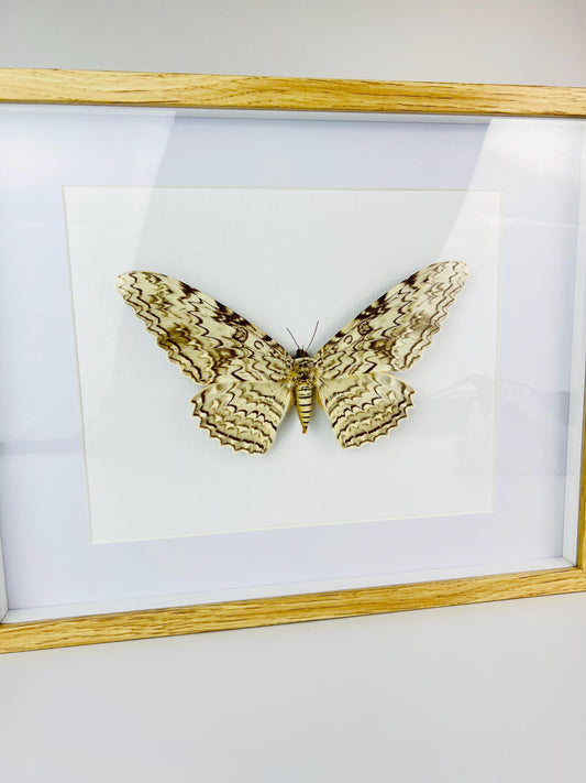 Framed Vintage Thysania Agrippina Moth (White Witch Moth / Ghost Moth / Great Owlet Moth) - 1968 Specimen