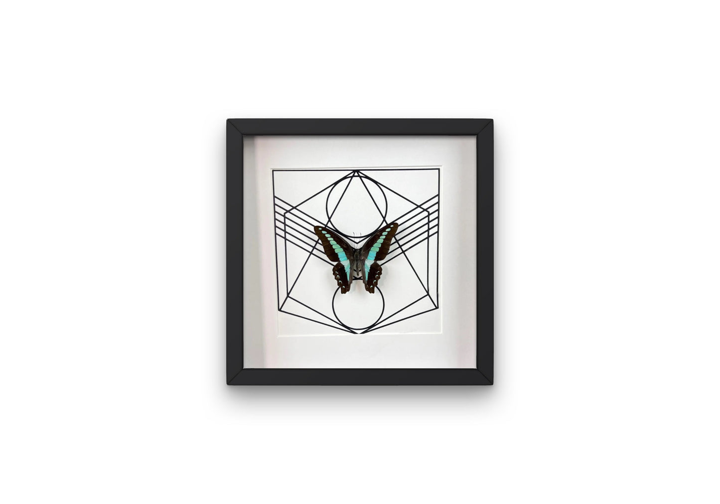 Echte vlinder | Graphium Sarpedon in lijst (25x25cm)