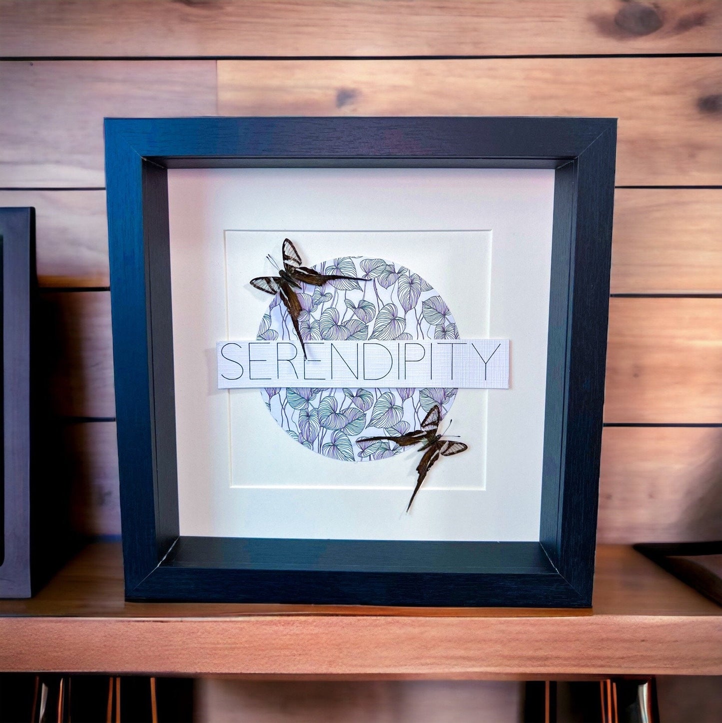 Framed real butterfly Lamproptera Meges