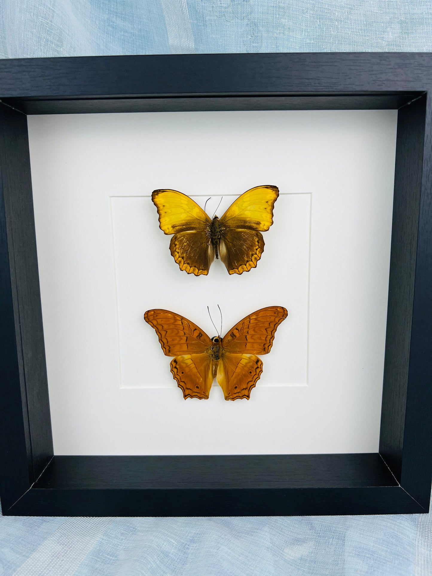Echte vlinders | Cymothoe Haynac en Vindula Erota in lijst (25x25cm)