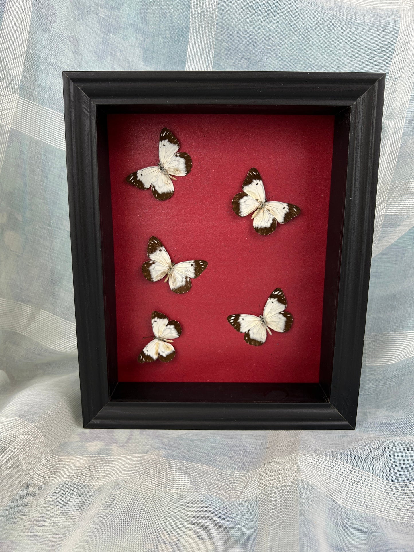 Real butterflies in frame
