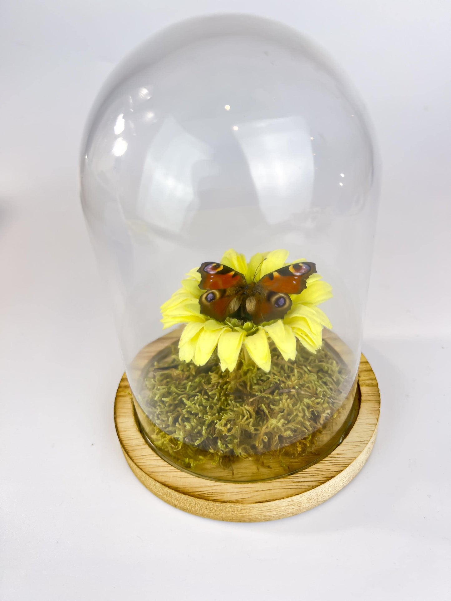 Echte vlinder | Aglais Io op een faux gele boem op echt mos in stolp (17x13cm)