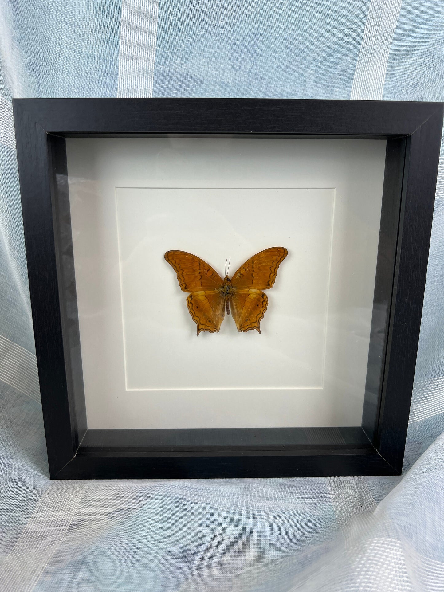 Framed real butterfly Vindula Dejone