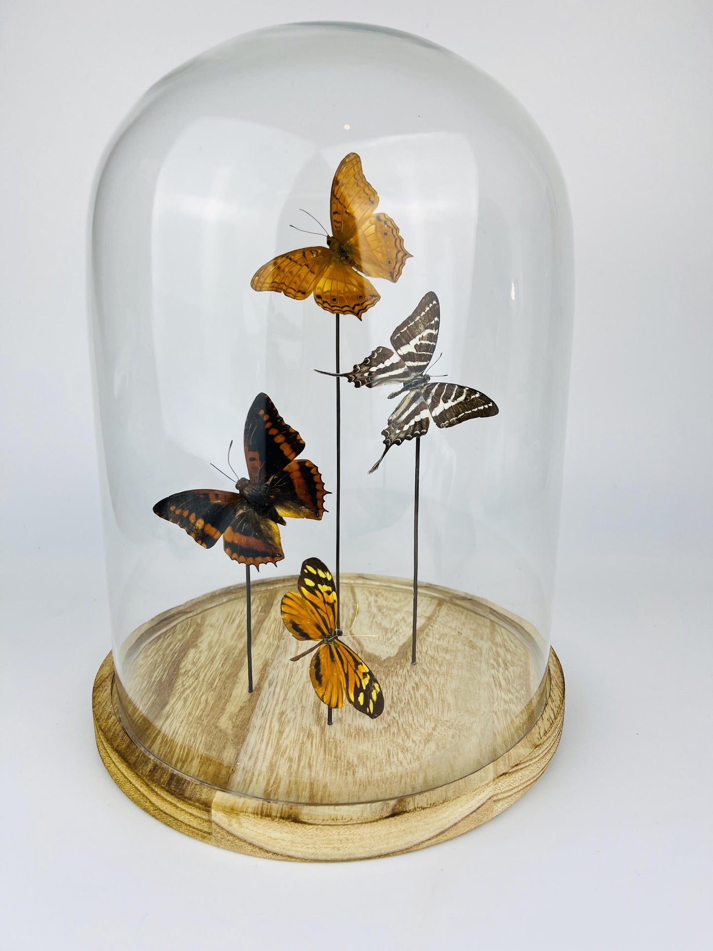 Glass Dome with Vindula Erota, Graphium Aristeus, Charaxes Lucretius, and Tithorea Harmonia Butterflies – 9x12 Inch Display