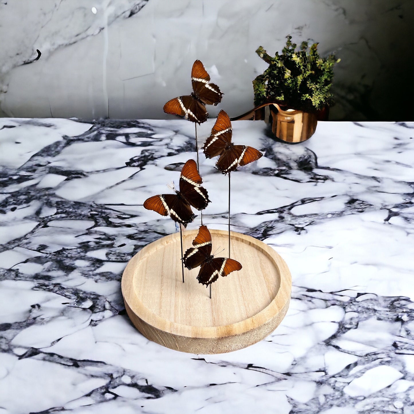 Real butterflies Siproeta Epaphus in extra large dome