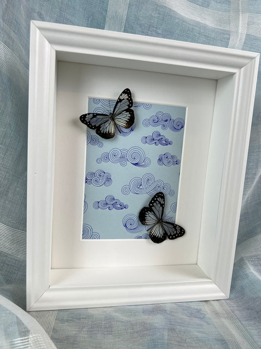Echte vlinders | Parantica Vitrina op echte tekening in lijst (28x23cm)