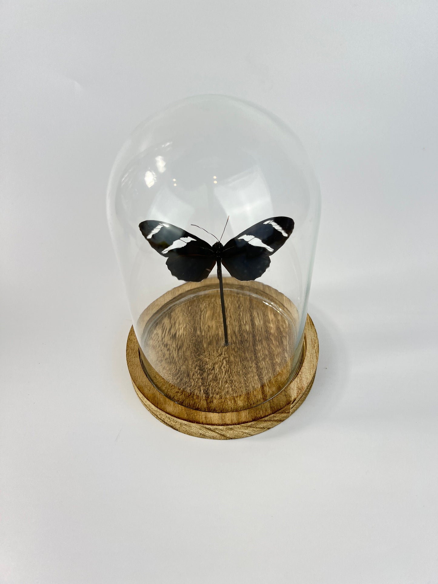 Echte vlinder | Heliconius Antiochus in stolp (17x13cm)