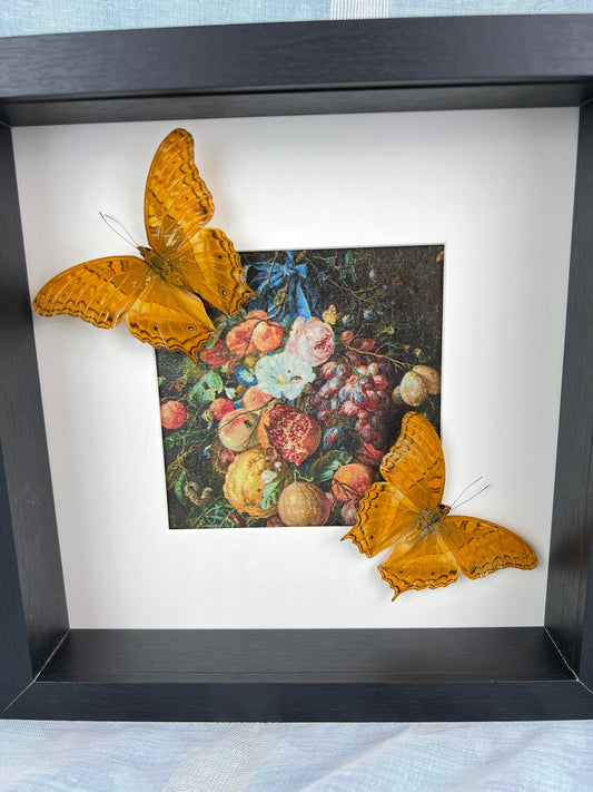 Framed real butterflies Vindula Arsinoe and print in frame