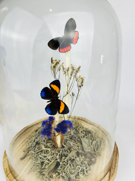 Echte vlinders | Callicore en Biblis Hyperia in stolp (31x23cm)