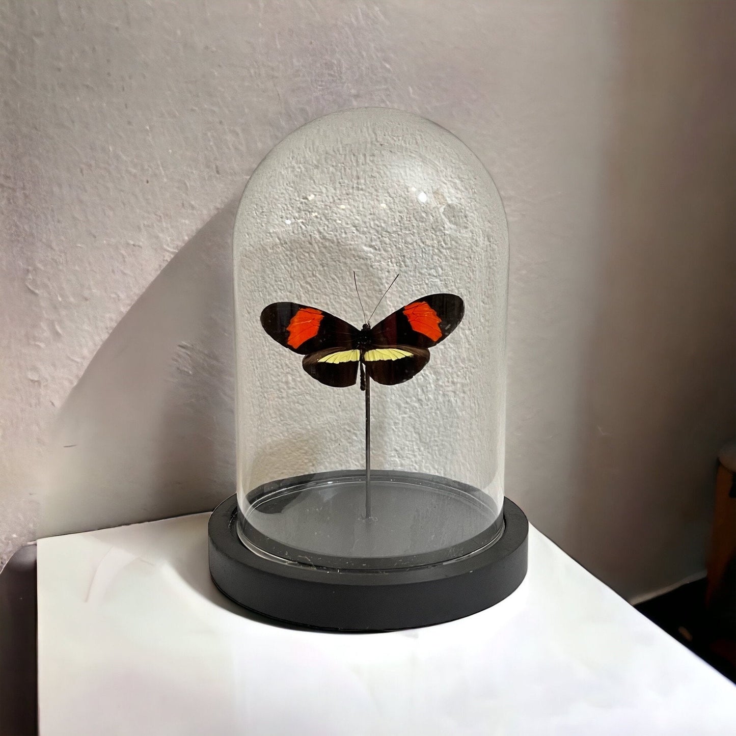 Real butterfly Heliconius Melpomene in dome