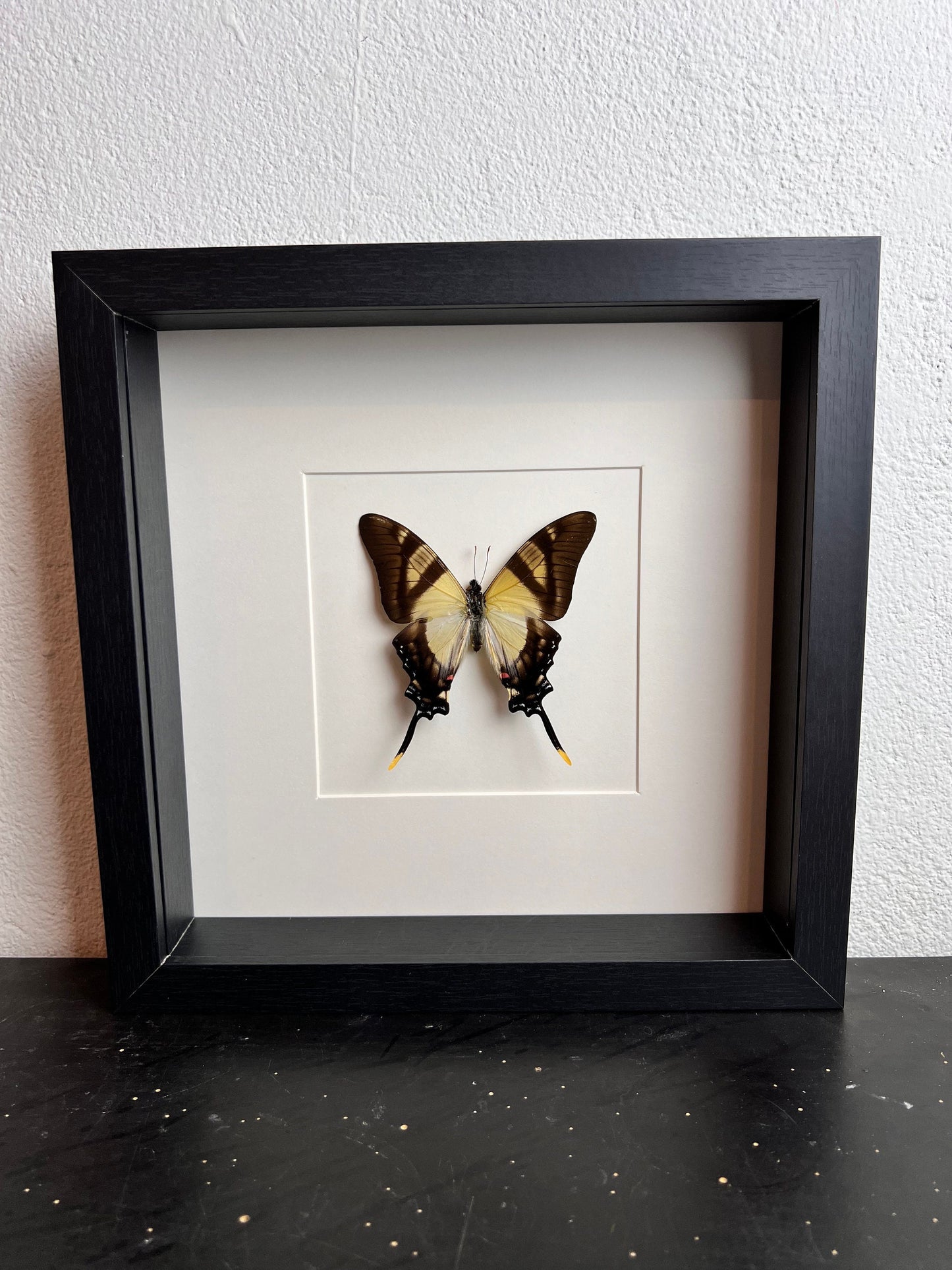 Framed real butterfly Eurytides Serville