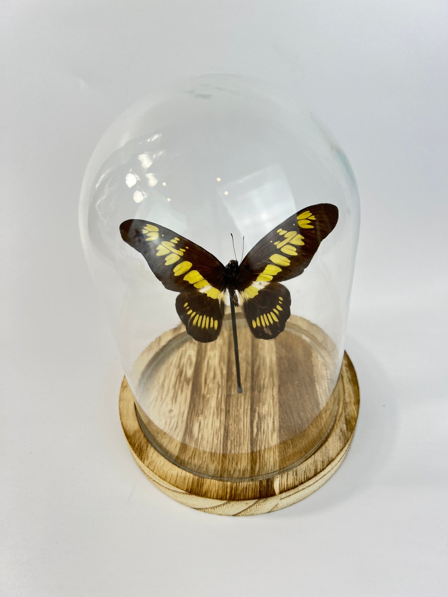 Echte vlinder | Graphium Latreillanus Theorini in stolp (17x13cm)