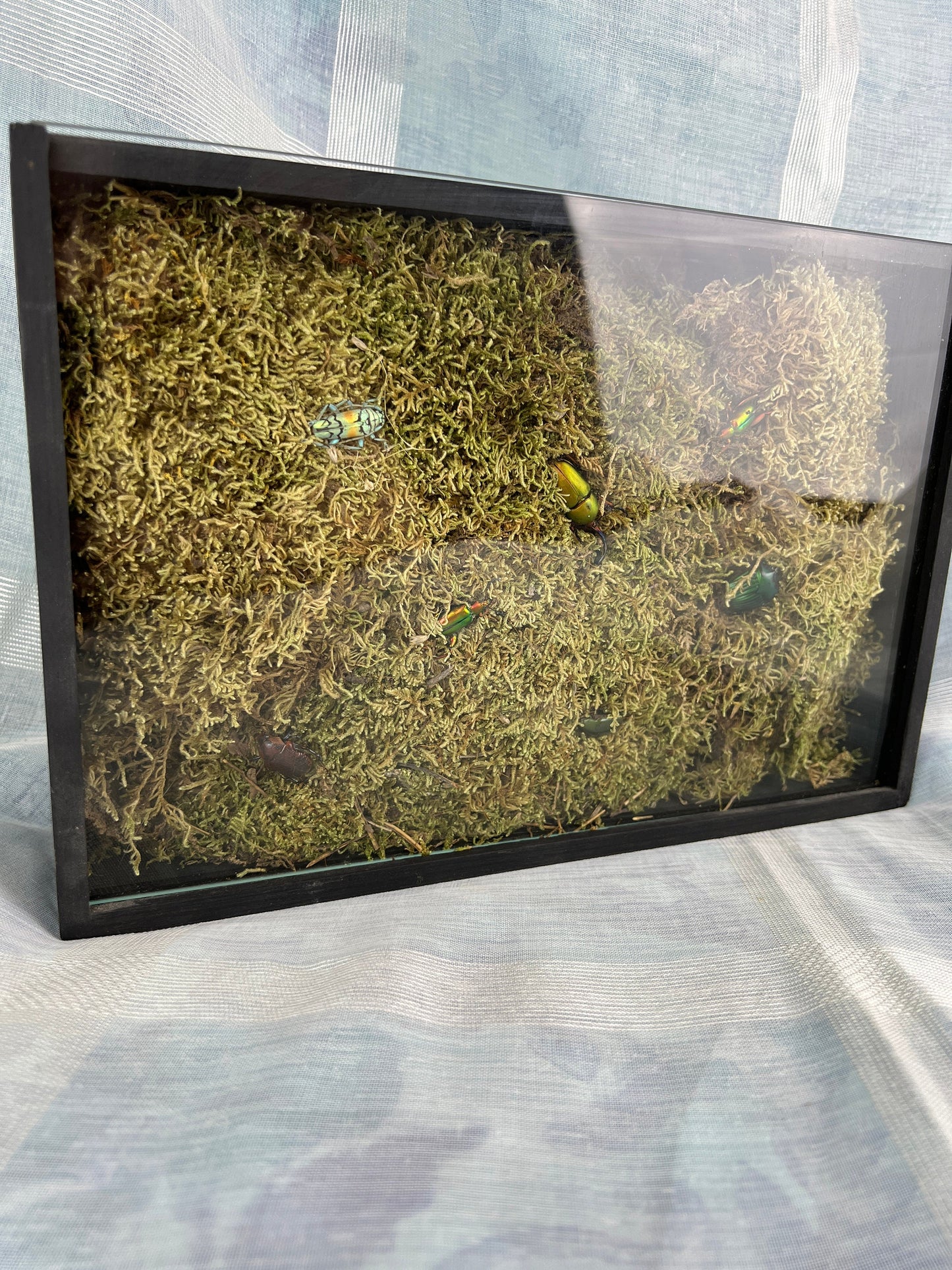 Echte insecten | 7 kevers op mos in insectendoos (31x21x8cm)