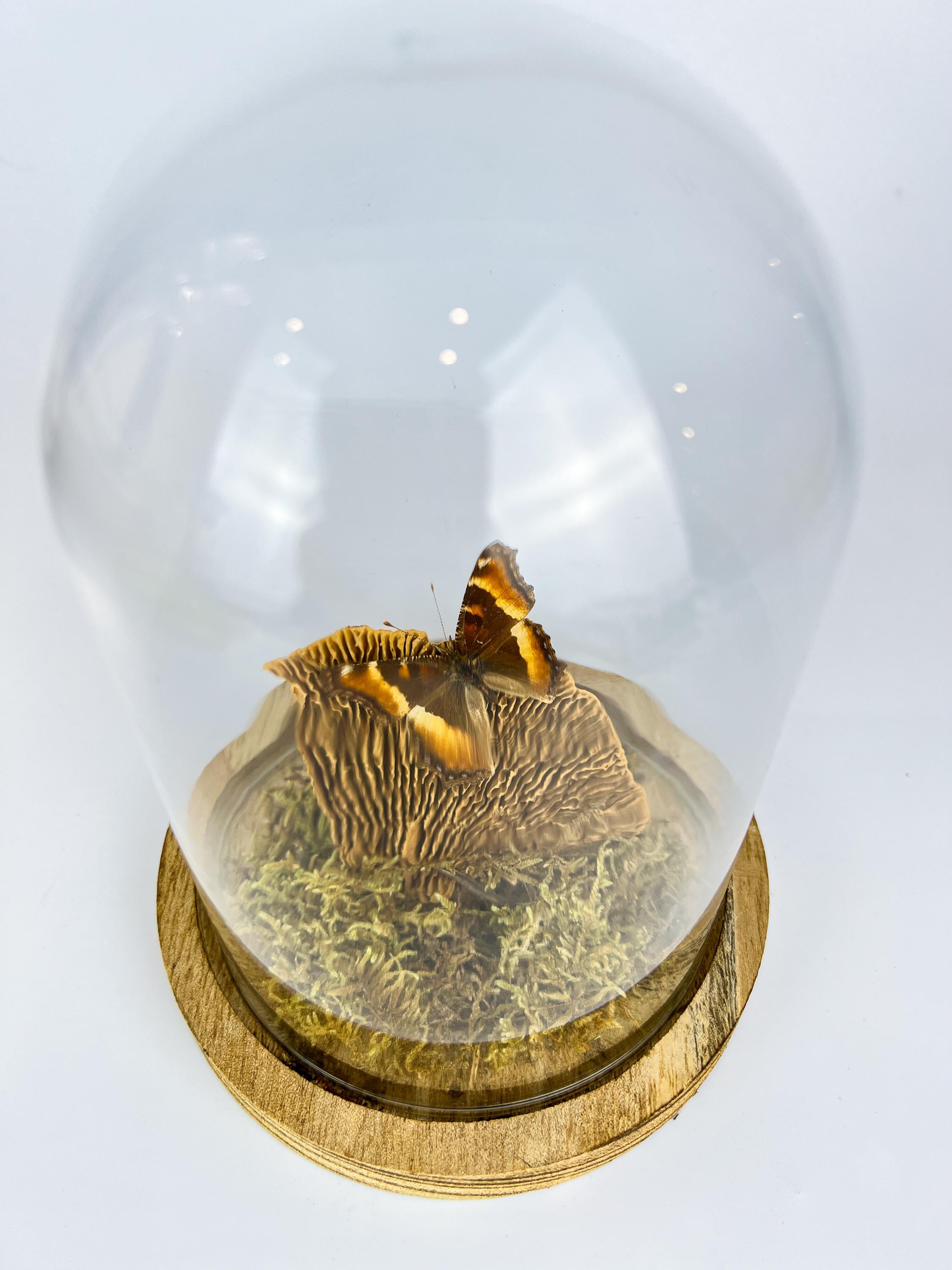 Echte vlinder | Aglais Milberti in stolp (17x13cm)