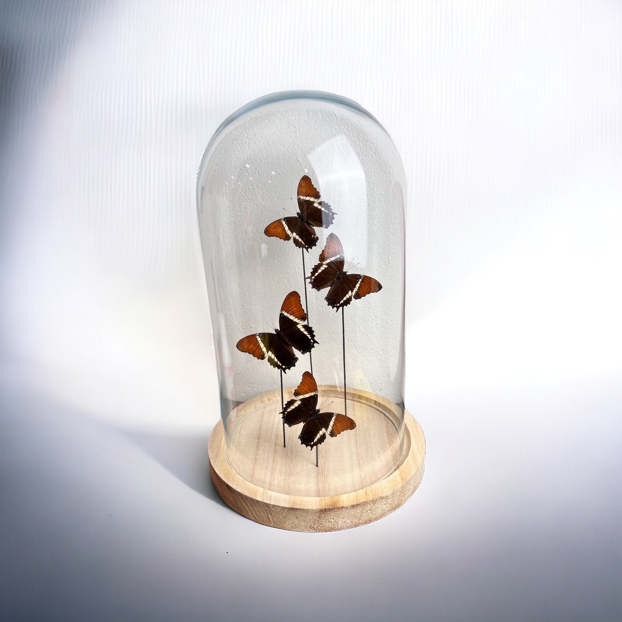 Real butterflies Siproeta Epaphus in extra large dome
