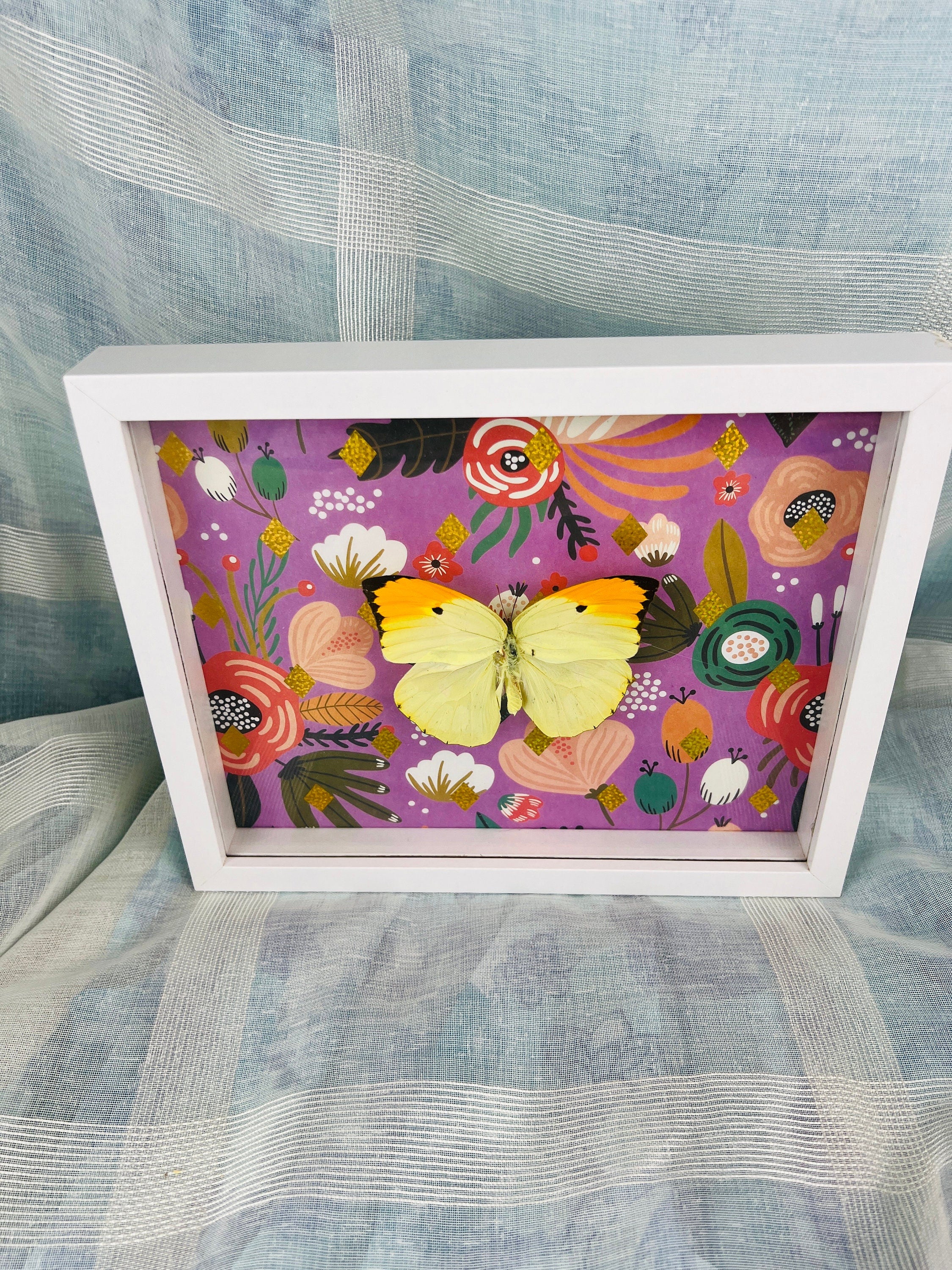 Echte vlinder | Anteos Menippe op print in lijst (23x19cm)