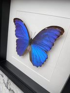 A framed image of a blue butterfly with its wings spread, showcasing the intricate details and vibrant colors of the butterfly's wings.
