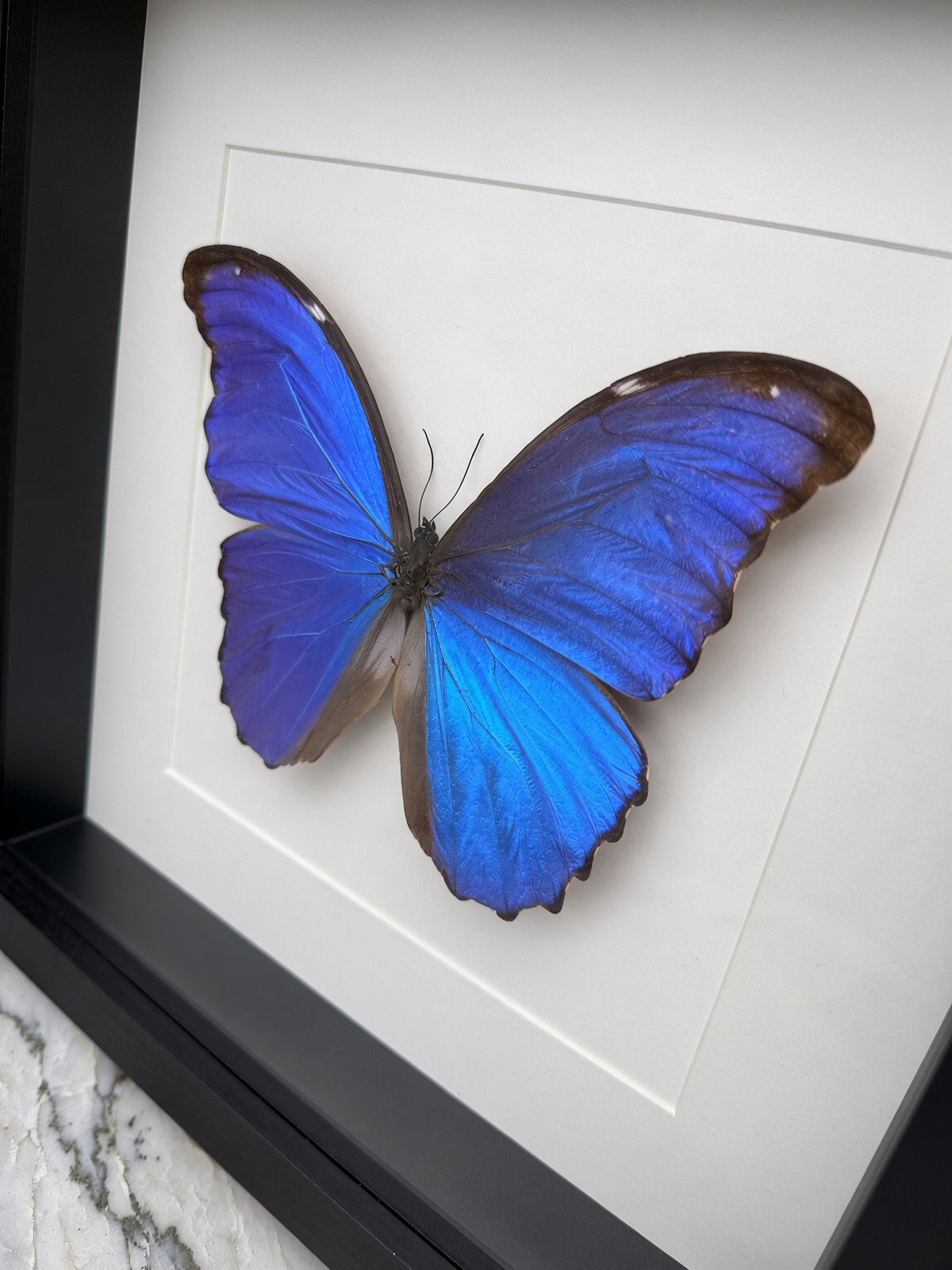 A framed image of a blue butterfly with its wings spread, showcasing the intricate details and vibrant colors of the butterfly's wings.