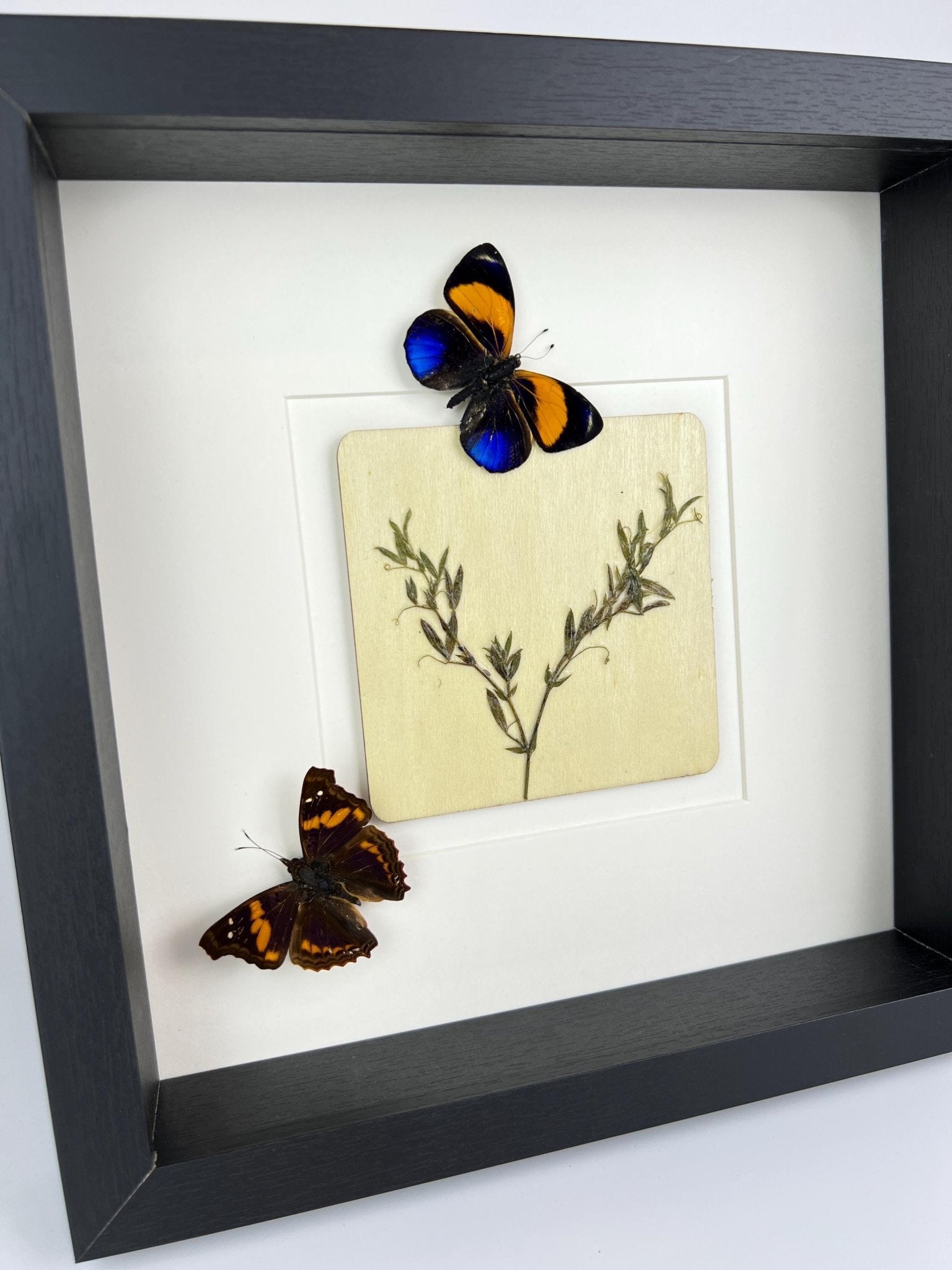 Asterope Markii und Doxocopa mit Trockenblumen in einem Rahmen von KEY LIME STORE