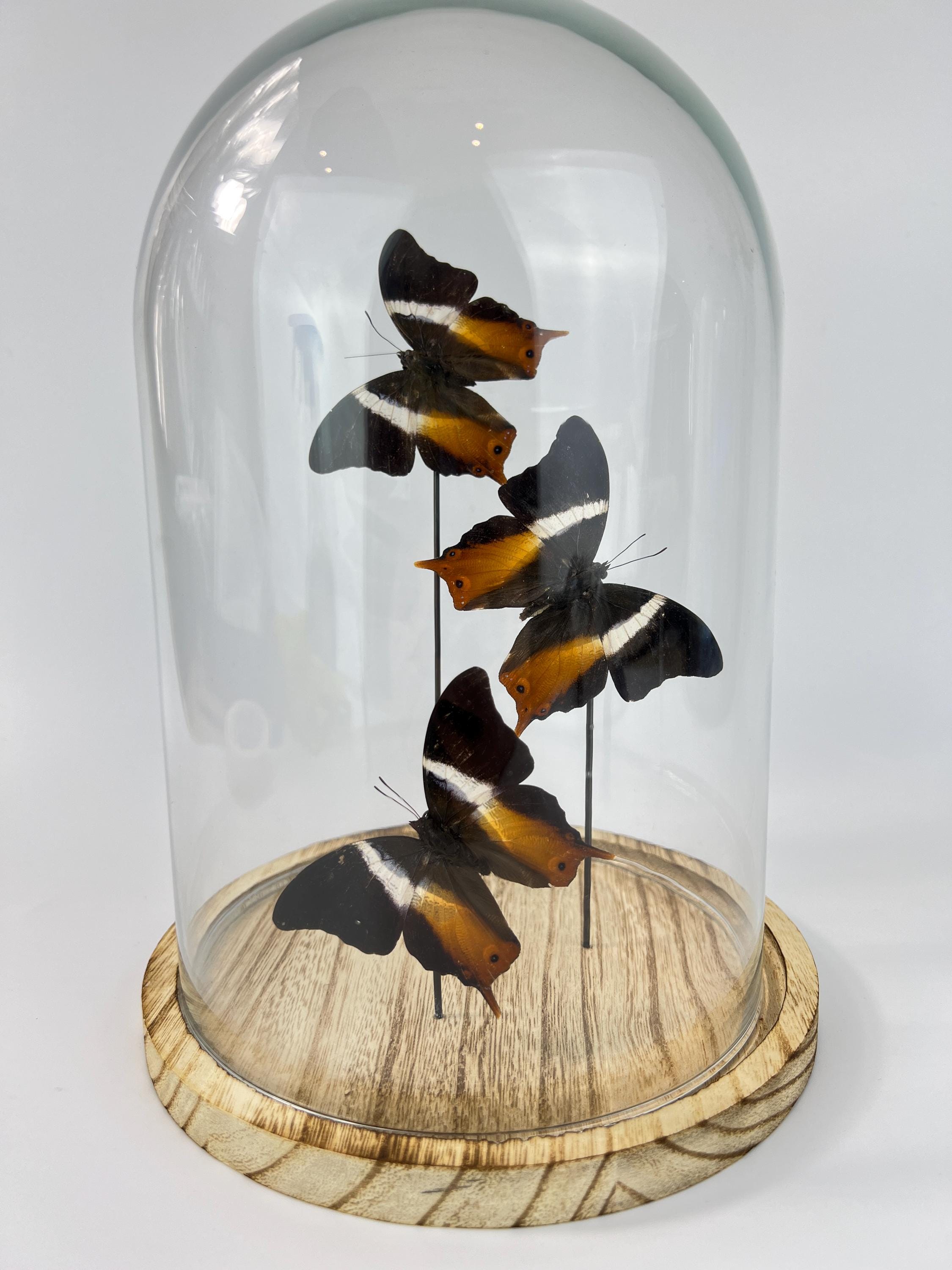 Echte vlinders Palla Publius in stolp 31x23 cm