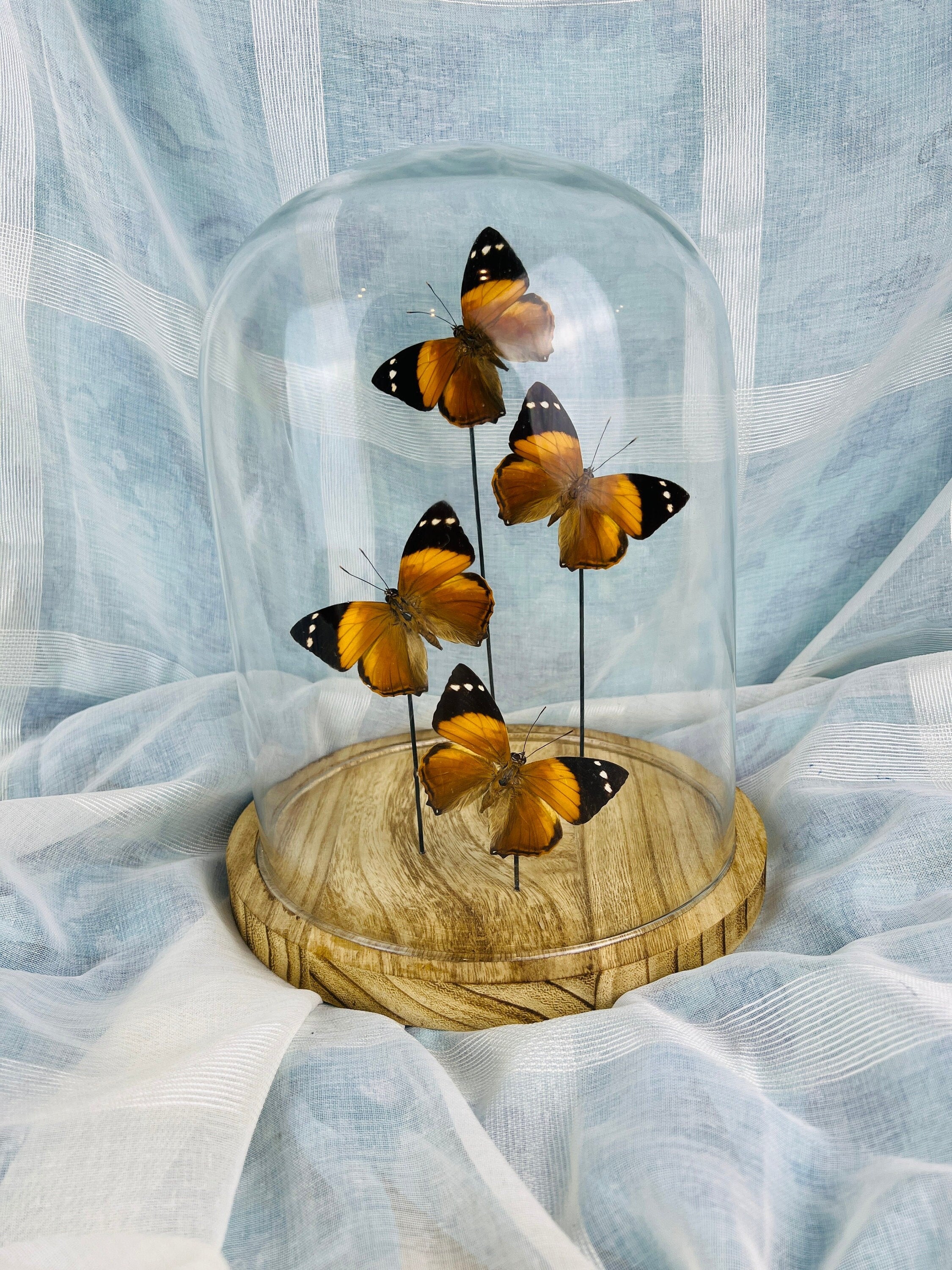 Smyrna Blomfieldia in stolp